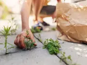 White Vinegar Weed Killer Works in Hours, Faster on Hot Days