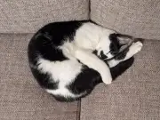 Why Cats Sleep Curled Up: Not Just for Comfort, Says Owner