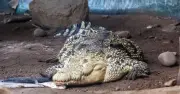 Why Crocodiles Didn't Eat Boy, 3, Thrown into UK Zoo Enclosure