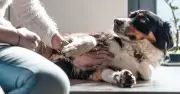 Why Dogs Put Their Paw on You When Being Petted: It's Affection