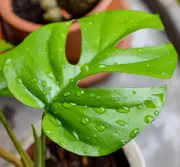 Why Summer Rain May Harm Houseplants: Expert Advice