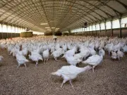 Why Turkey Eggs Are Not Sold in UK Supermarkets Explained