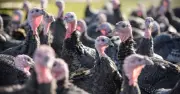 Why Turkey Eggs Are Rarely Found in UK Supermarkets