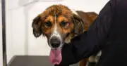 Why Your Dog's Panting Could Signal Anxiety, Not Just Heat