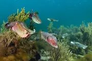 Whyalla Cuttlefish Fail to Appear After Toxic Algal Bloom