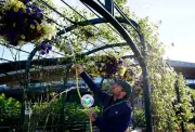 Wimbledon's Iconic Hydrangeas at Risk as Heatwaves Force Drought-Friendly Shift