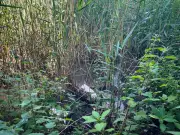 Wirral Stream Investigated for Suspected Pollution by Environment Agency