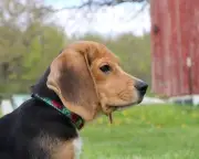 Wisconsin Beagle Research Facility Shuts Down, Dogs Rescued