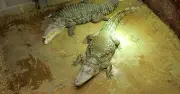 Witness Describes Chilling Noise Before Boy Thrown into Crocodile Enclosure