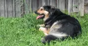 Woman refuses neighbour's demand to move garden for dog