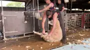 World champion sheep shearer Gwion Evans shows how it's done in 39 seconds