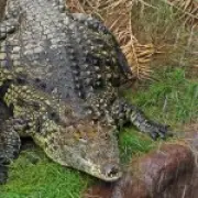 Wowcher Apologises for Crocodile Attack Email Mocking Injured Toddler