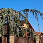 Your Rights When a Neighbour's Tree Overhangs Your Garden: Lawyer Explains