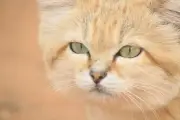 YouTube Video Proves Existence of Sand Cat in Libya, Study Finds