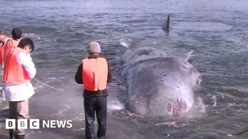 Sperm Whale Rescued After Stranding in Western Japan