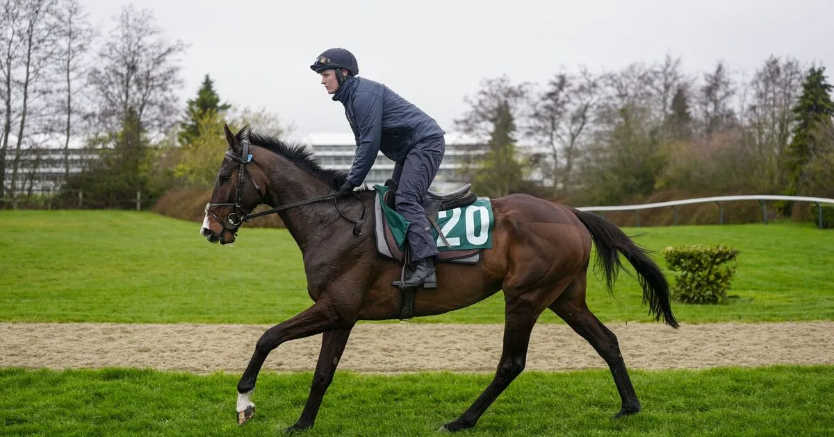 Majborough Leads Queen Mother Champion Chase Betting After Dublin Chase Dominance