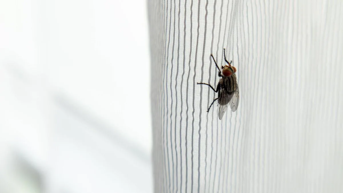 85p Kitchen Staple Banishes Flies For Good