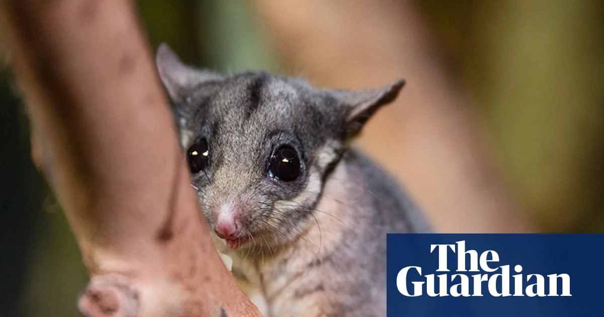 Australian government accused of diluting environmental standards