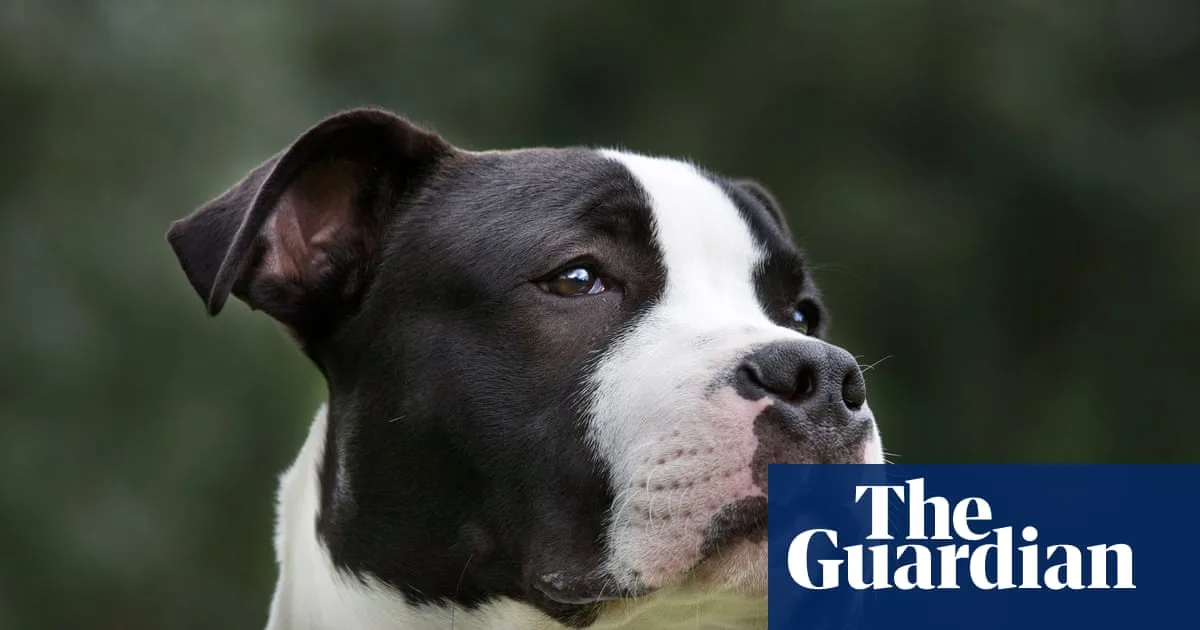 Amstaff Dog Attack Statistics Misleading NSW Data