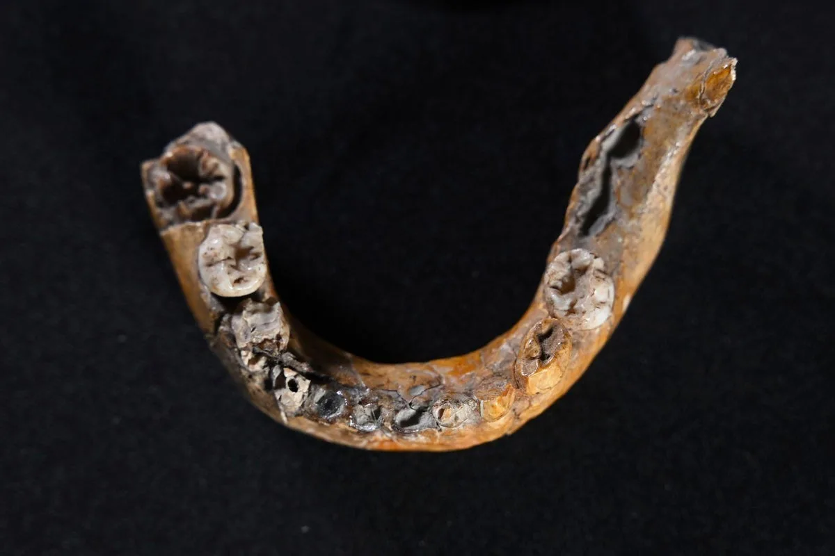 Ancient Bones Reveal Early Human-Neanderthal Interbreeding