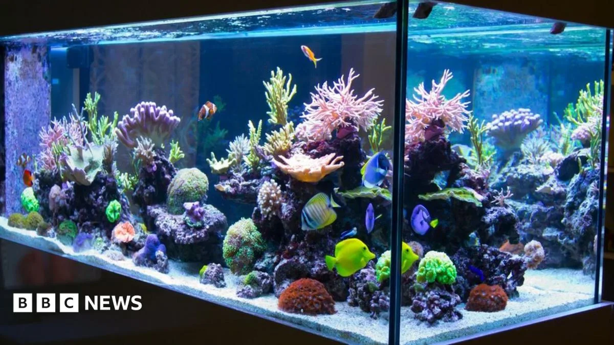 Fish Tank Fumes Hospitalise 10 in Oxfordshire Coral Incident