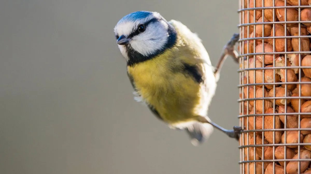 Place a Bird Bath in Your Garden to Attract Birds Naturally This Summer