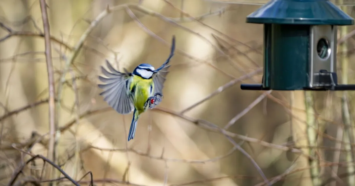 Attract Blue Tits To Your Garden With One Free Change