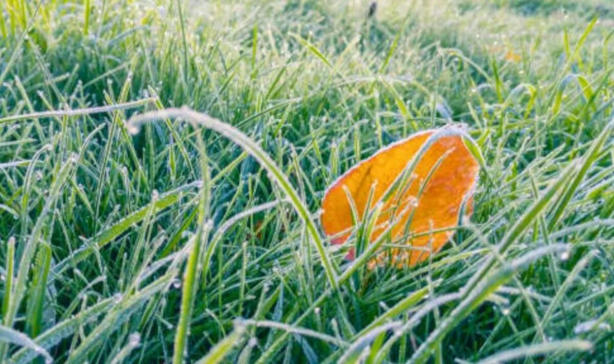 Four February Lawn Care Jobs to Do Now for a Lush Spring Lawn