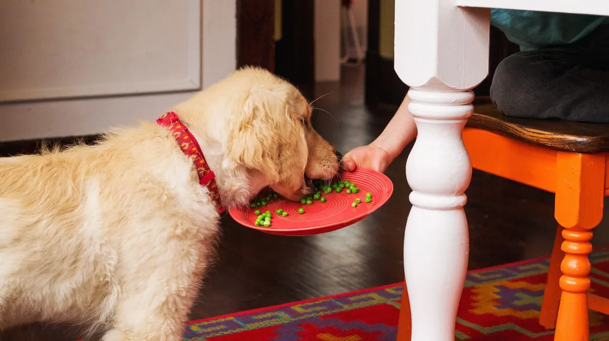 Blue Cross Warns Dog Owners of Dangerous Fruits and Vegetables