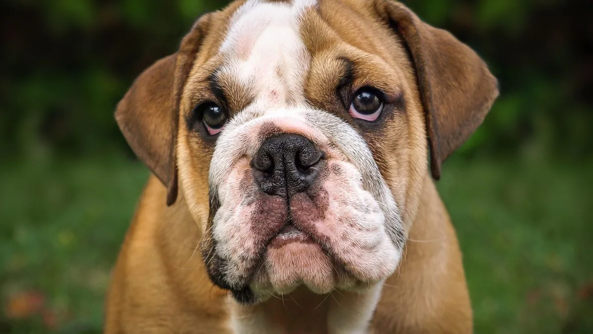 Nine Dog Breeds Most at Risk of Heatstroke Revealed as UK Heatwave Hits
