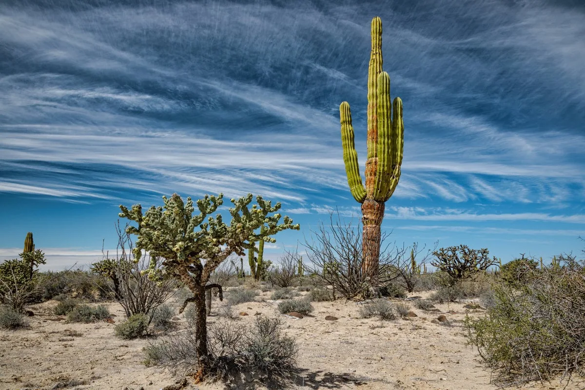 Cactus Study Challenges Darwin's View on Evolution Drivers