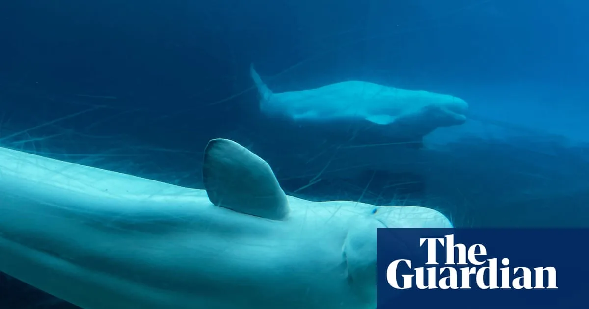 Canada Endorses Plan to Relocate 30 Beluga Whales from Marineland