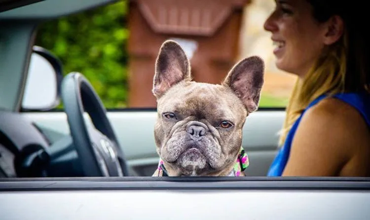 Drivers Warned of £5,000 Fine for Taking Pets in Car This Christmas