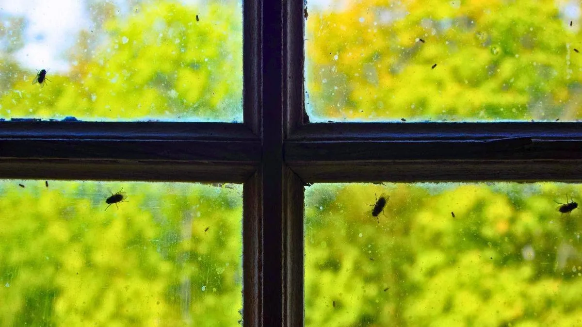 Citrus Peels Naturally Deter Flies From Open Windows