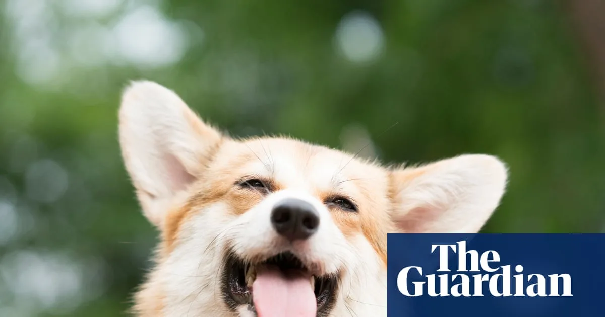Corgi Leads Missing Dogs on 17km Journey Home in China