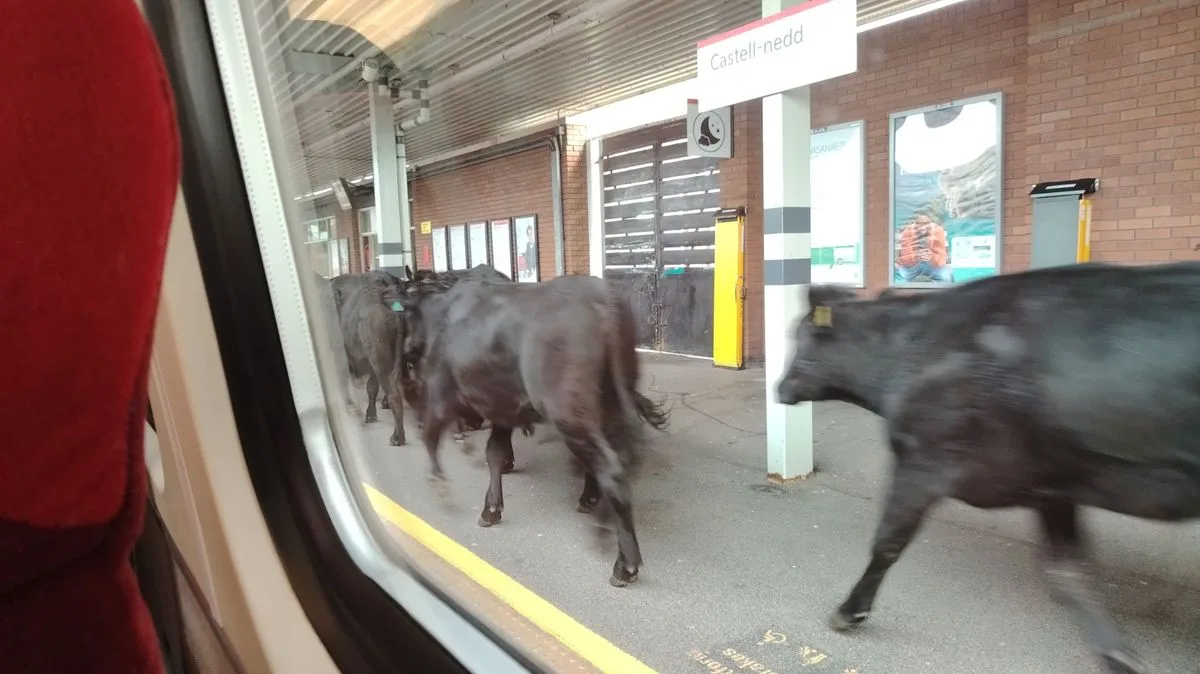 Cows Invade Neath Station Platform Halting Trains