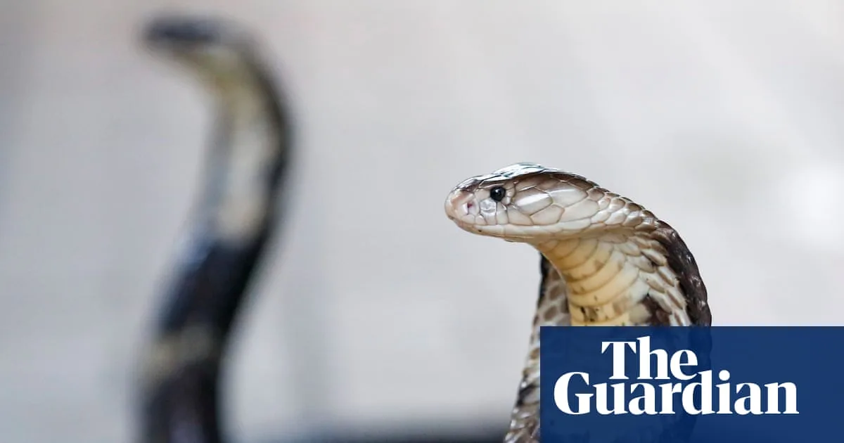 German Tourist Dies After Venomous Snake Bite on Holiday in Egypt