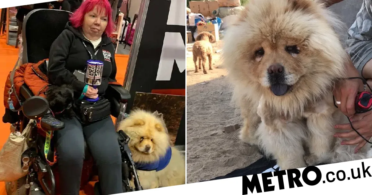 One-Eyed Dog Rescued from Chinese Meat Trade Helps Disabled Owner Through Lockdown