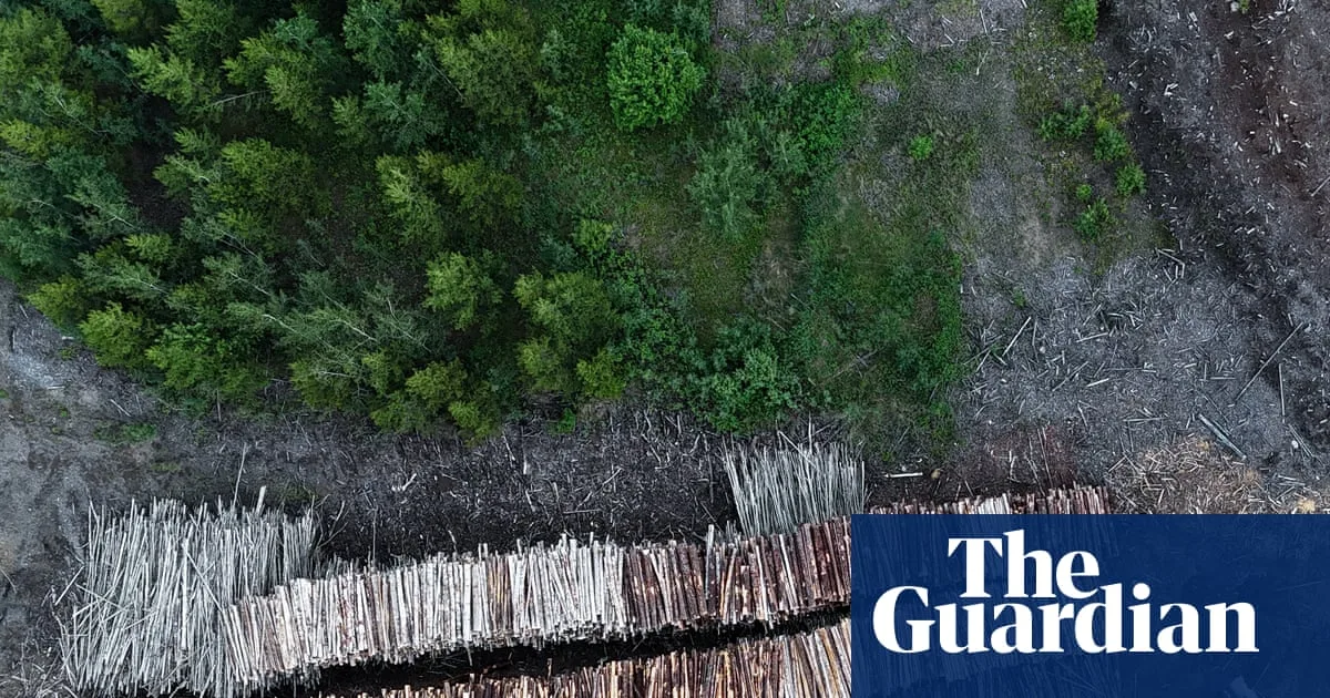 Drax Burns 250-Year-Old Canadian Trees for Energy, Report Claims