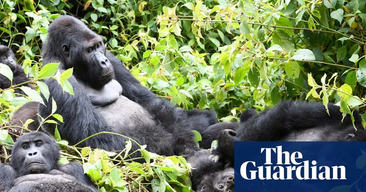 DRC Opens Gorilla Habitats to Oil Drilling