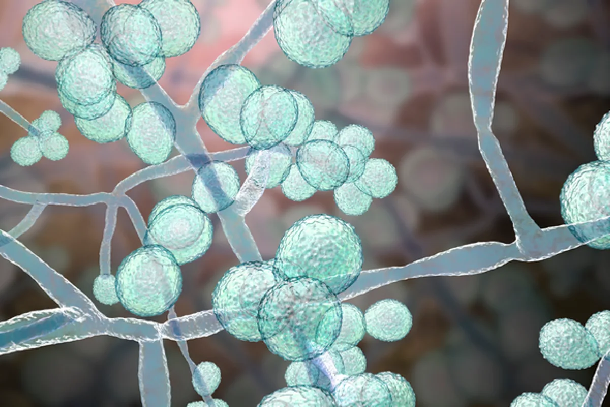 Drug-Resistant Candida Auris Fungus Spreading Globally, Scientists Warn