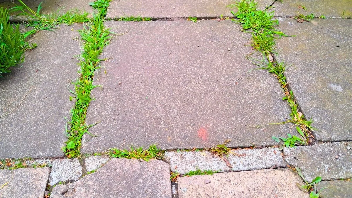 Boiling water trick to banish patio weeds in five minutes