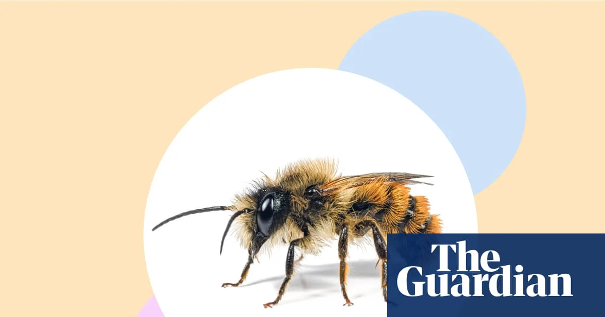 Help Solitary Bees: Eight Easy Steps to Reverse Insect Decline