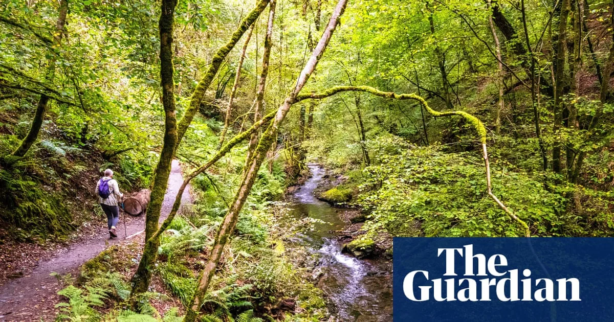 Nearly Three-Quarters of England's Woodlands Inaccessible to Public, Study Finds