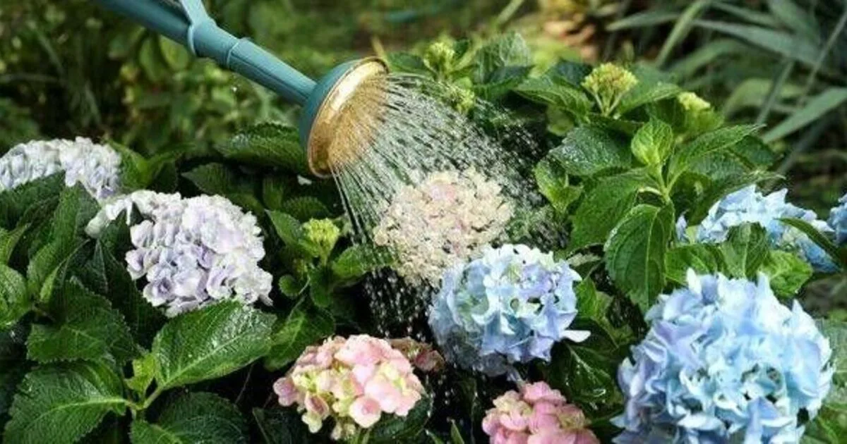 Essential Autumn Task For Hydrangeas To Ensure Bigger Blooms