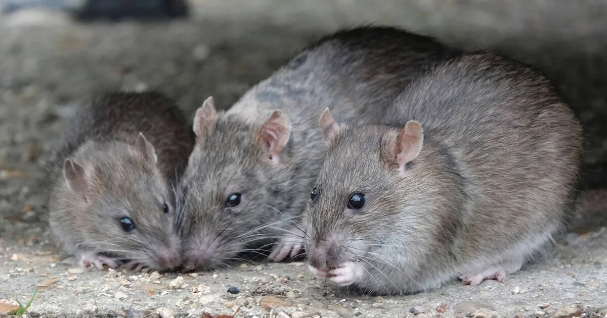 Expert Tips For Naturally Deterring Mice And Rats In Gardens