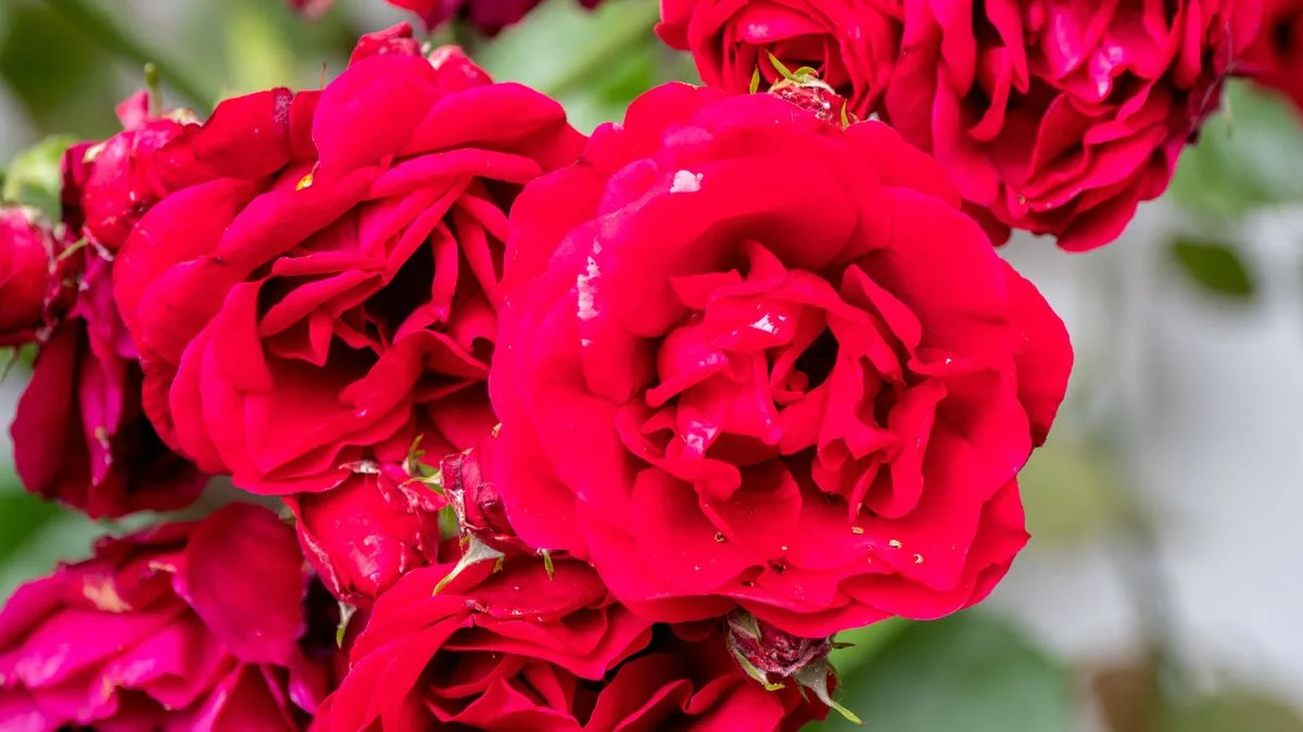 Monty Don's Five-Second Task for Longer-Lasting Rose Blooms