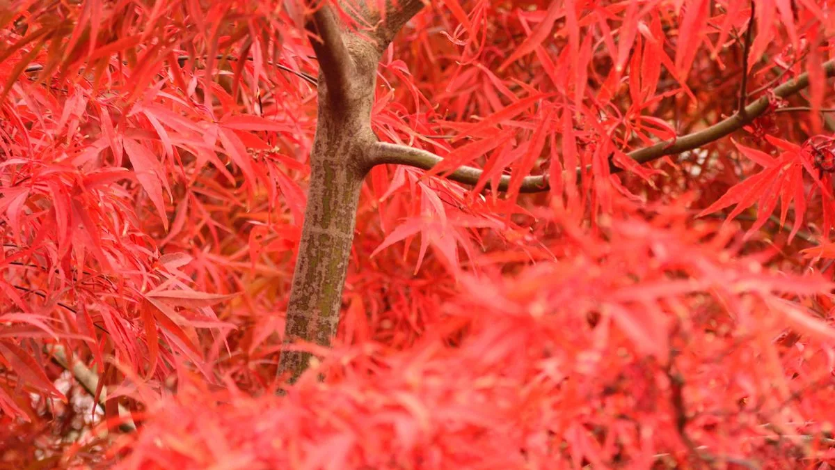 Prune Japanese Maples in February for Better Results, Experts Say