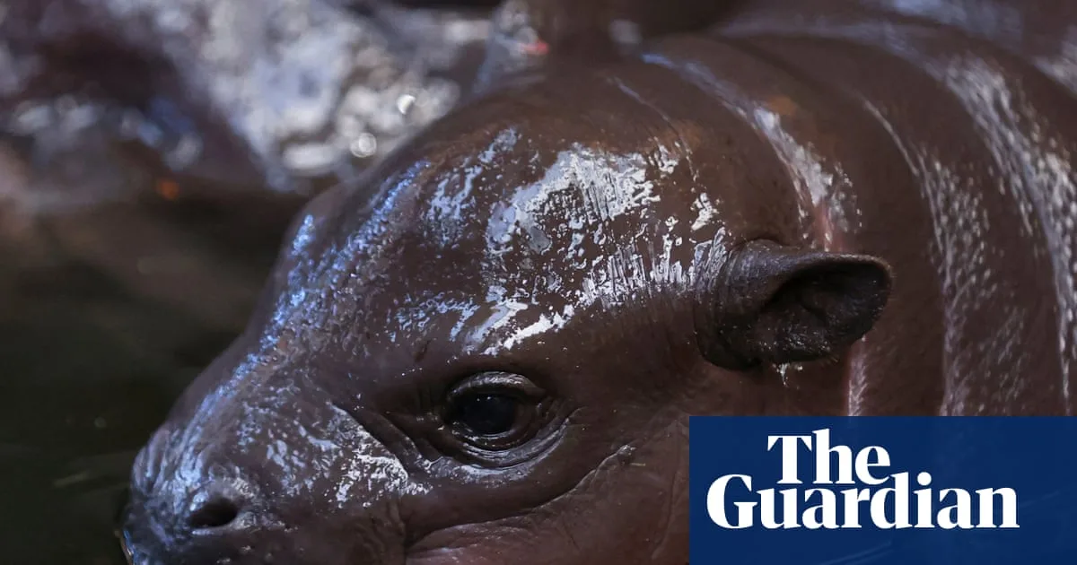 Final Thursday News Quiz Of 2025 Features Baby Hippo