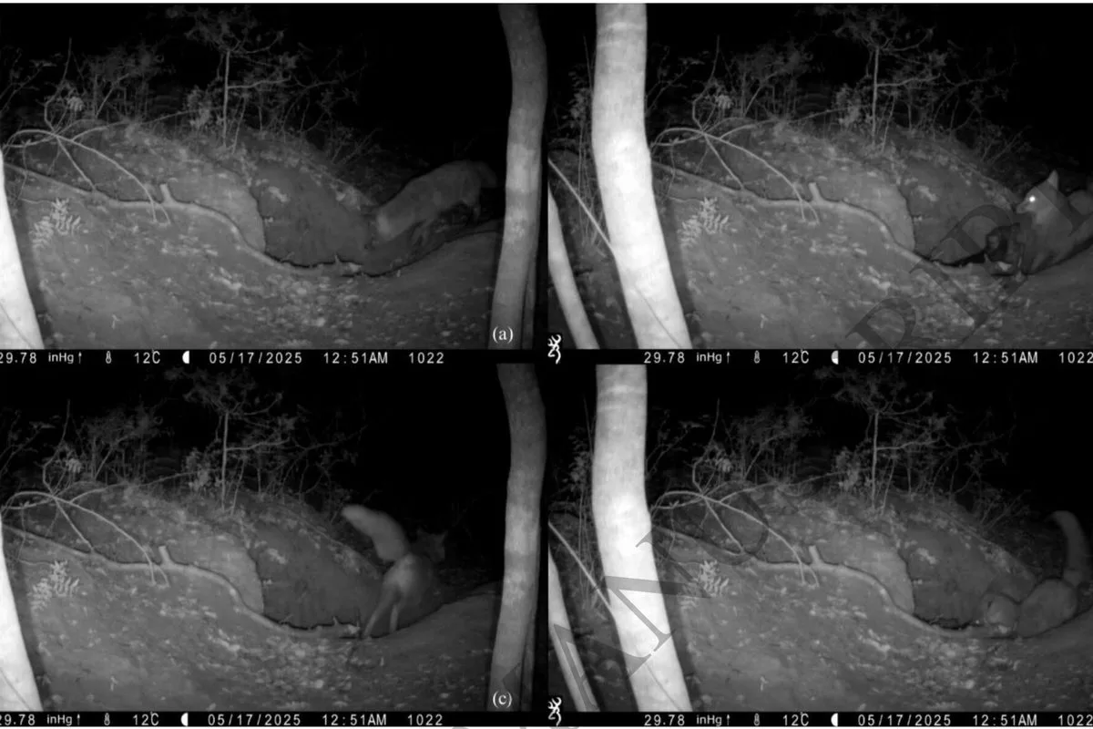 First Video Shows Red Fox Hunting Wolf Pup In Italy